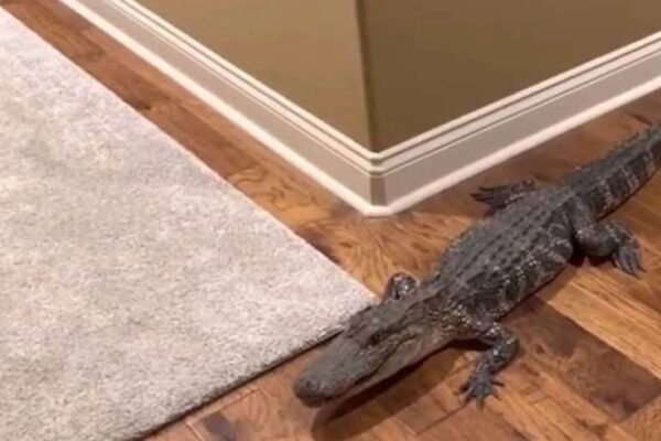 Evinde 1,5 Metre Timsah Besleyen Kişi Yakalandı