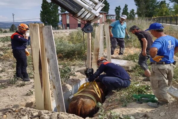 Sivas’ta Bir İnek Menfeze Düştü