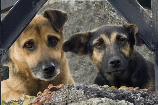 Köpekler Toplanıyor mu? Sokak Köpekleri Yasası Meclis’ten Geçti mi?
