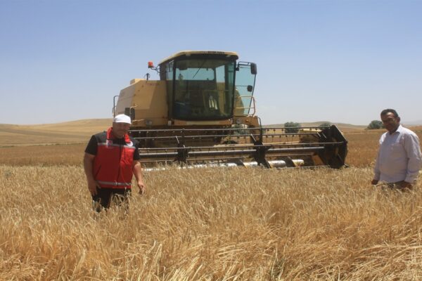 Yozgat’ta 14 Çeşit Yerli Arpa Hasat Edildi
