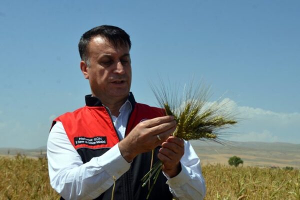 Muş’ta Ekilen Ata Tohumu Buğdaydan Yüksek Verim Bekleniyor