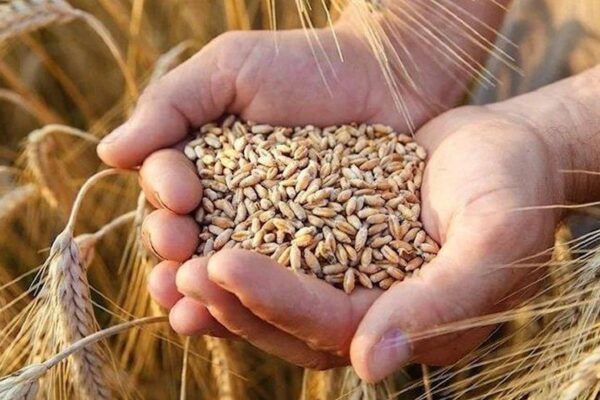 6 Ağustos Buğday Fiyatları Belli Oldu! İşte Buğday Fiyatı Son Durum