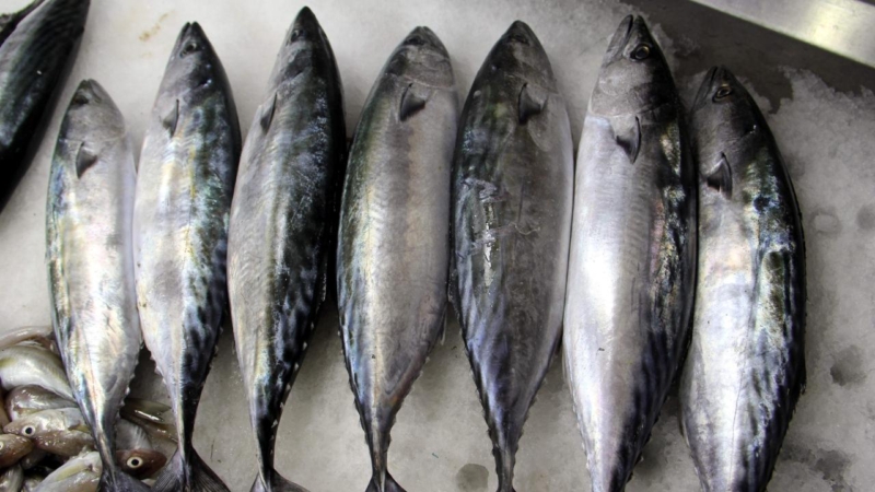 Palamut