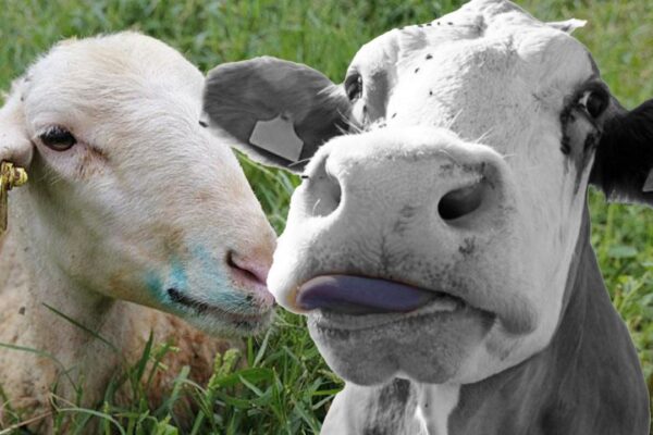 Mavi Dil Virüsü Nedir? Mavi Dil Virüsü Karantinası Başladı
