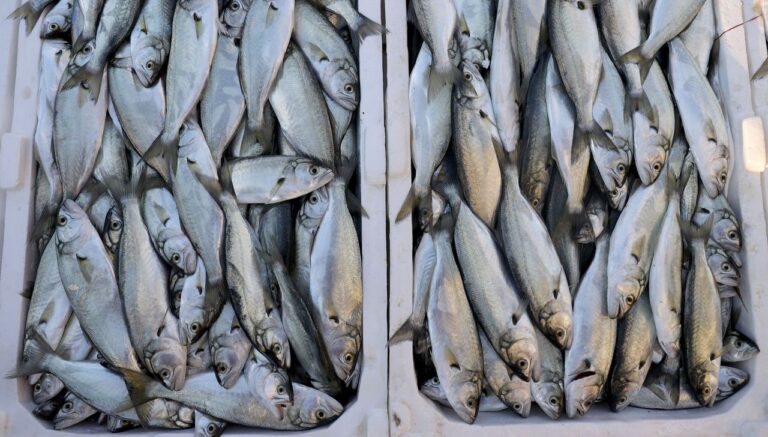 Karadeniz'de Çinekop ve İstavrit Bolluğu!