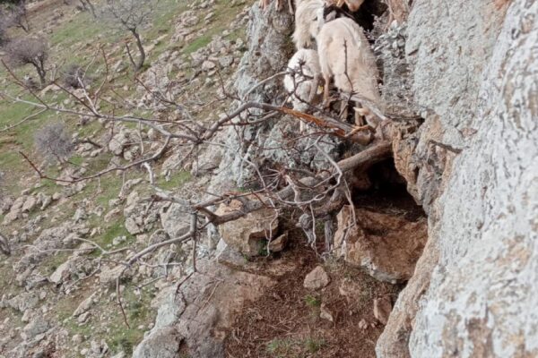 Balıkesir’de kayalıklarda mahsur kalan 8 keçi kurtarıldı