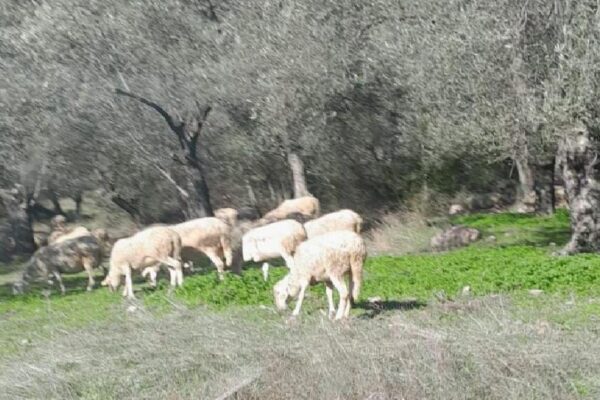 Balıkesir’de zeytinlikte küçükbaş hayvan otlatanlara ceza