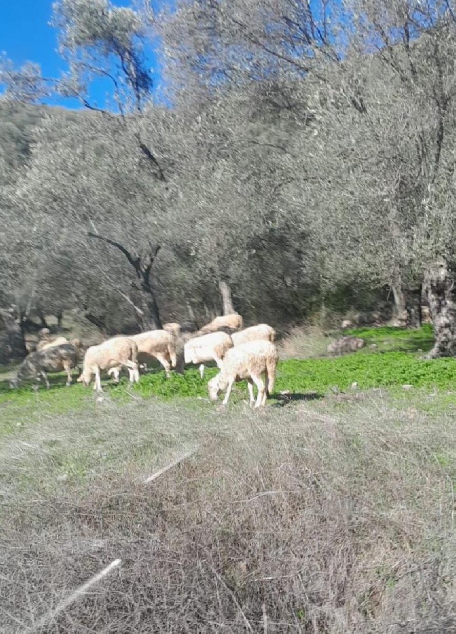 balikesirde-zeytinlikte-kucukbas-hayvan-otlatanlara-ceza-g6iqn2uV.jpg