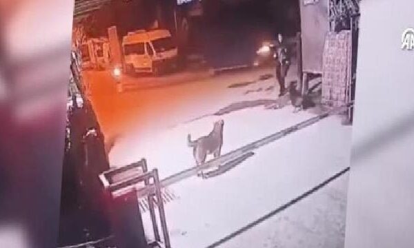 Beyoğlu’nda sahipsiz köpeklerin yolda yürüyenlere aynı noktada iki kez saldırması kamerada haberi