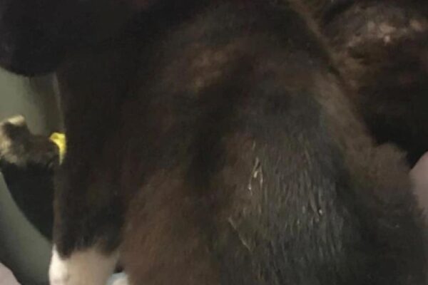 Edirne’deki hayvan barınağında köpek yavrularının çöpe atılmasıyla ilgili 2 şüpheli yakalandı haberi