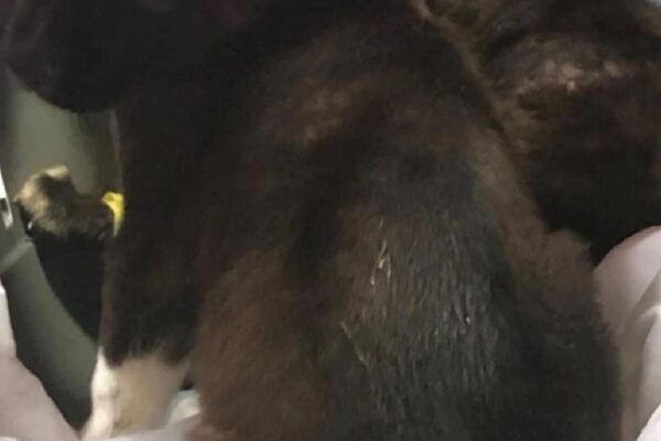 Edirne’deki hayvan barınağında poşetle çöpe atılan köpek yavruları tedavi altına alındı haberi