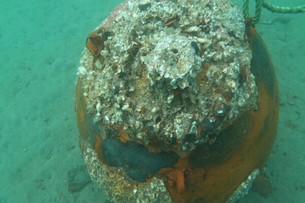 Ezine ilçesinde Çanakkale Savaşları’ndan kalan 110 yıllık deniz mayını imha edildi haberi