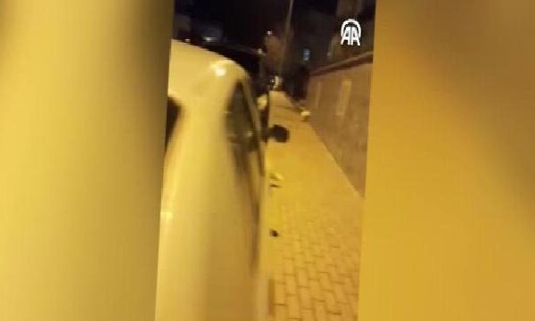 Bilecik’te şehir merkezine inen tilki görüntülendi haberi