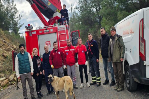 Çanakkale’de dağlık alanda mahsur kalan köpek kurtarıldı haberi