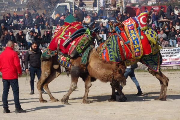 Çanakkale’de deve güreşi festivali düzenlendi haberi