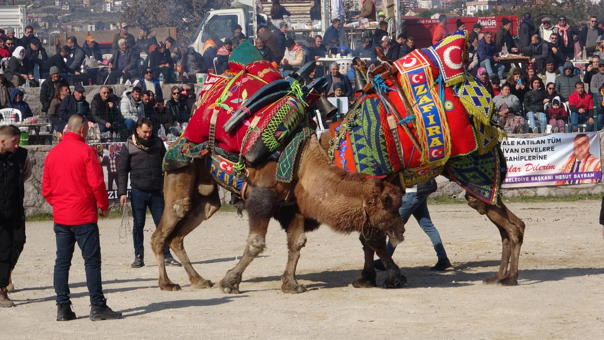 canakkalede-deve-guresi-festivali-duzenlendi-haberi-yQh5k6jI.jpg