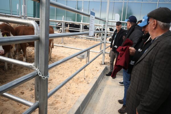 Çanakkale’de hayvan mezatında üreticilere 190 büyükbaşın aracısız olarak satışı yapıldı haberi
