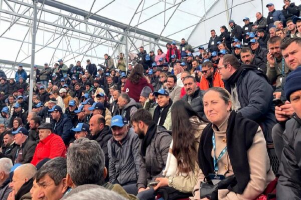 Çanakkale’de süt inekleri mezatla satıldı haberi