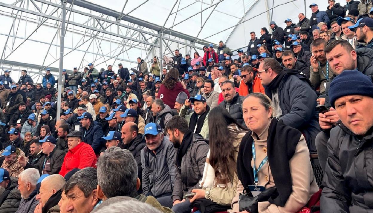 canakkalede-sut-inekleri-mezatla-satildi-haberi-HNHQnyqU.jpg