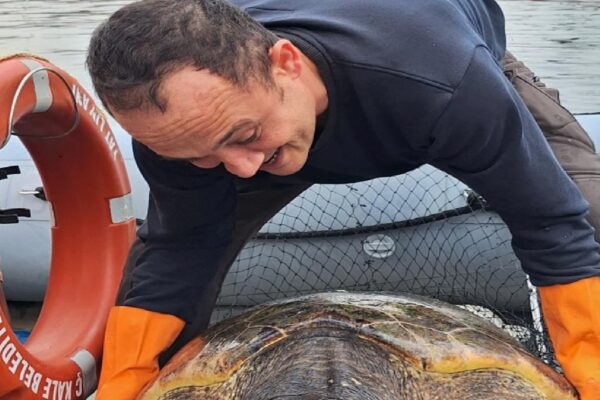 Çanakkale’de yat limanına giren 150 kilogramlık caretta caretta kurtarıldı haberi