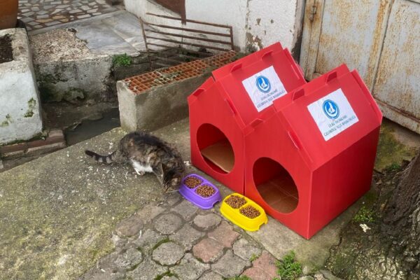 Gelibolu’da Ülkü Ocakları sahipsiz kedilerin barınması için kulübeler hazırladı haberi