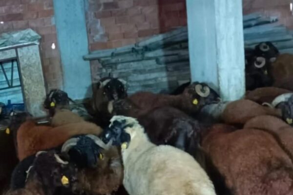 Tekirdağ’a kaçak yolla küçükbaş hayvan getiren 3 kişiye 350 bin lira ceza uygulandı haberi