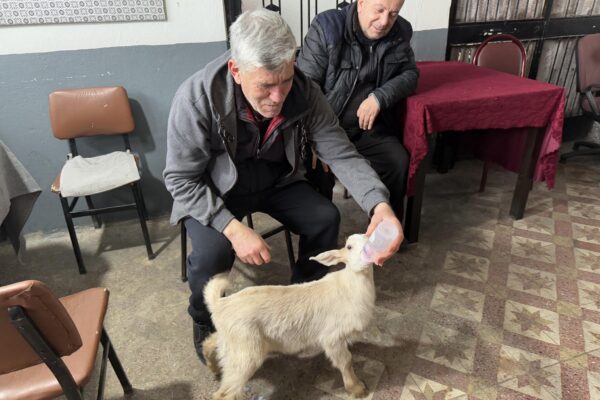 Tekirdağ’da çay ocağının maskotu oğlak “Tiryaki” semtin neşesi oldu haberi