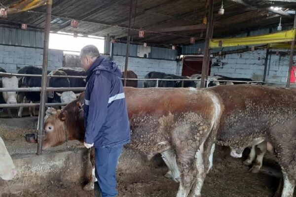 Tekirdağ’da ilkbahar şap aşılama programı başladı haberi
