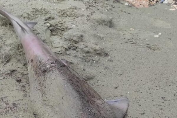 Tekirdağ’da sahilde ölü köpek balığı bulundu haberi