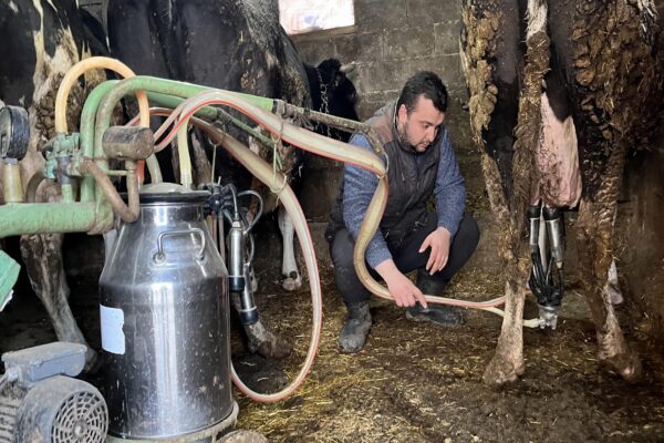 Tekirdağlı genç çiftçi devlet desteğiyle kurduğu çiftlikte ayda 45 ton süt üretiyor haberi