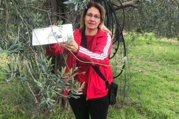 Balıkesir’de zeytin güvesine karşı tuzaklı takip yapılıyor haberi
