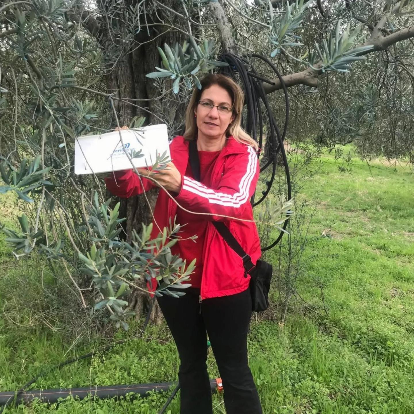 balikesirde-zeytin-guvesine-karsi-tuzakli-takip-yapiliyor-haberi-frFQAIwP.jpg