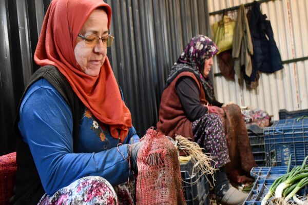 Bilecik’te yetiştirilen yeşil soğan kadınların elinde demetlenip satışa sunuluyor haberi