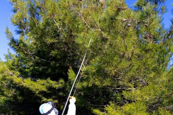 Bozcaada’da orman zararlılarıyla mücadele yürütülüyor haberi