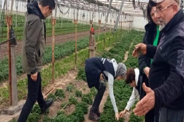 Çanakkale’de insan sağlığına zararlı otlarla mücadele başladı haberi