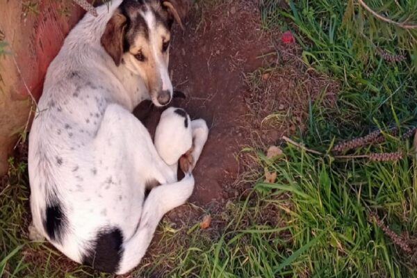 Çocukların kalp masajı yaparak kurtardığı yavru köpeğin ailesine öğretmenlerden kulübe haberi
