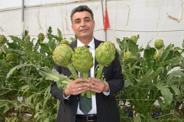 Darıca’daki topraksız serada enginar hasadı için geri sayım başladı haberi