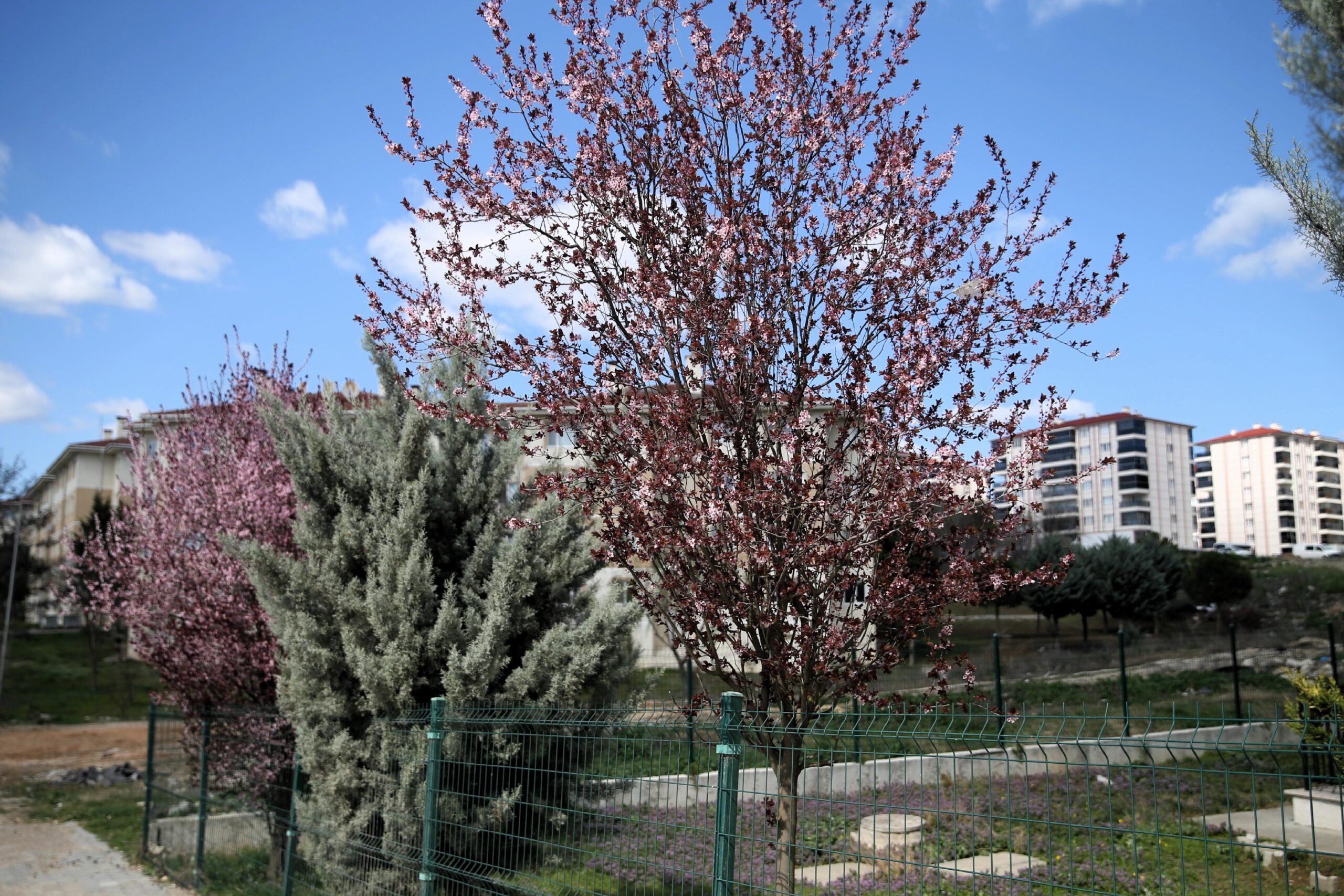 edirnede-ani-hava-degisimi-zirai-urunlerin-gelisimini-durdurdu-haberi-NyEEMNBP.jpg