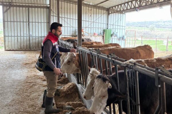 Edirne’de büyükbaş ve küçükbaş hayvanlar şap hastalığına karşı aşılanıyor haberi
