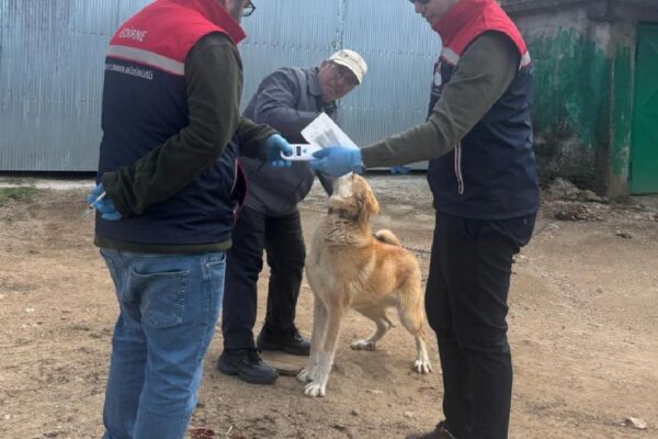 Edirne’de sahipli hayvanlara yönelik aşılama ve çip uygulamaları sürüyor haberi