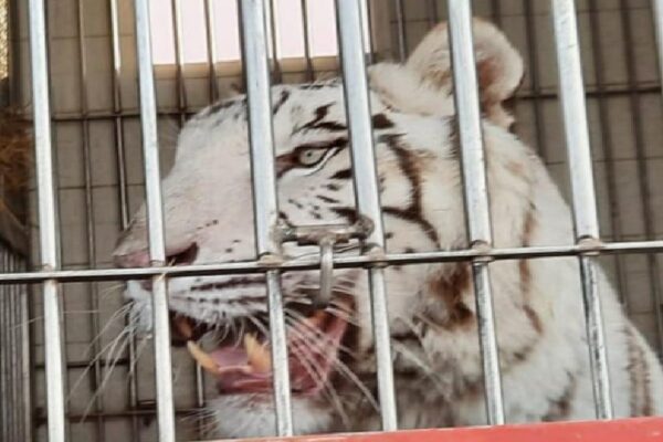 İtalya’dan Azerbaycan’a gönderilen 11 kaplanı taşıyan tır Kapıkule’den geçiş yaptı haberi