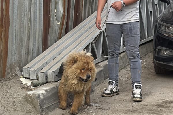 Kocaeli’de yangın çıkan depoda mahsur kalan köpeği itfaiye ekipleri kurtardı haberi
