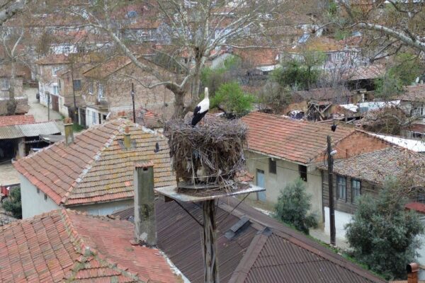 Mahallelinin yolunu gözlediği leylek “Leyla” ile “Mecnun” Tekirdağ’daki yuvasına döndü haberi