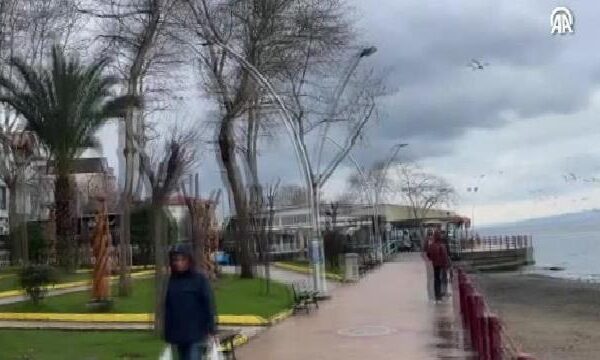 Marmara Depremi’nde Gölcük’te su altında kalan çınar ağaçları görüntülendi haberi