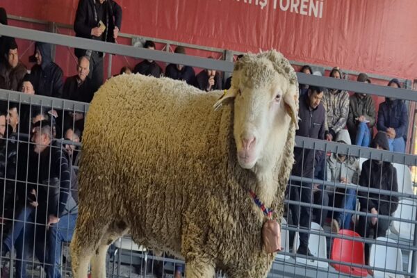 Bandırma Koyunculuk Araştırma Enstitüsü’nde açık artırmayla damızlık koç satışı yapıldı haberi
