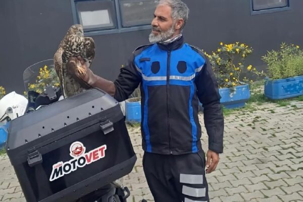 Fatih Belediyesinin Motovet ekibi yaralı kanatlı hayvanları tedavi ediyor haberi