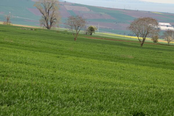 Trakya’daki kar yağışı tarla bitkilerinde kuraklık stresini ortadan kaldırdı haberi