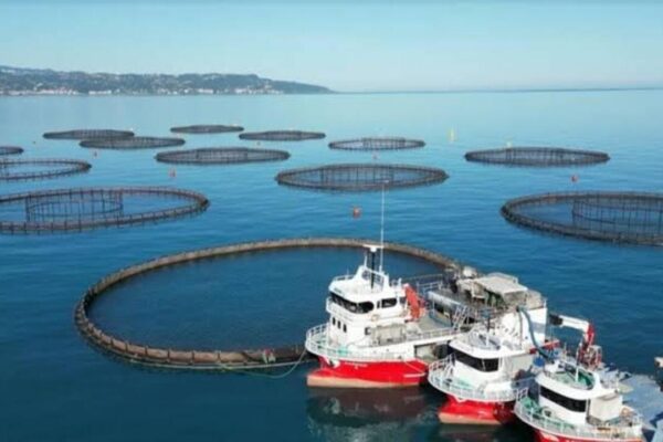 Doğu Karadeniz’de Somon Hasadı Başladı: Hedef 2025’te Rekor İhracat
