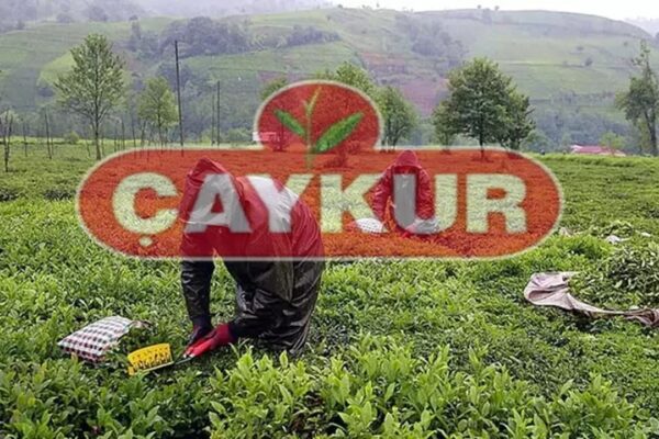 ÇAYKUR İşçi Alımı İçin Başvurular Bugün Sona Eriyor: Kura Çekilişi 22 Mayıs’ta