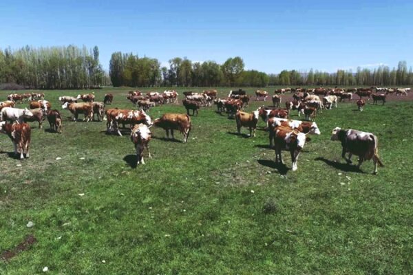 Kırsalda Bereket Projesi 1. Etap Sonuçları Açıklandı
